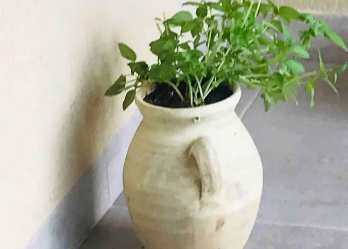 T2 Vue Golfe De St Florent A Pied *